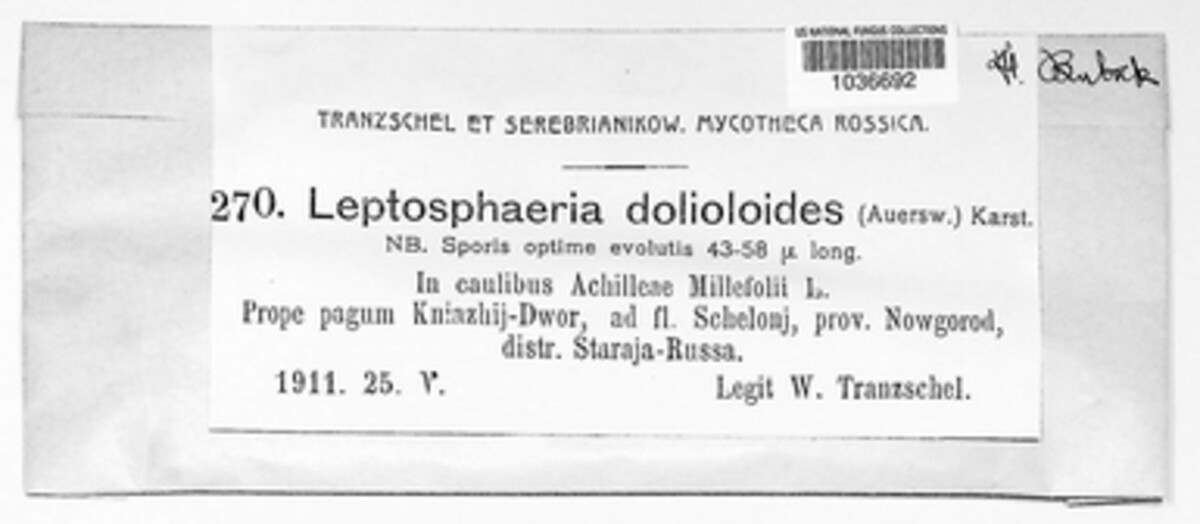 Leptosphaeria dolioloides image